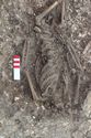 Thumbnail of Photo 19714 Skeleton 607846 torso