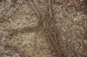 Thumbnail of Photo 19848 Skeleton 606990 plough scar through legs