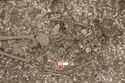 Thumbnail of Photo 20826 Skeleton 608048 torso