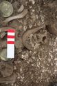 Thumbnail of Photo 20828 Skeleton 608048 jaw