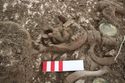 Thumbnail of Photo 20829 Skeleton 608048 jaw right side
