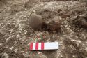 Thumbnail of Photo 20830 Skeleton 608048 skull