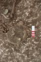 Thumbnail of Photo 20832 Skeleton 608048 skull top