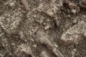 Thumbnail of Photo 20841 Skeleton 608048 beads detail no scale