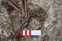 Thumbnail of Photo 21453 Skeleton 607934 feet