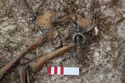 Thumbnail of Photo 21454 Skeleton 607934 pelvis