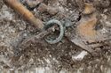 Thumbnail of Photo 21456 Skeleton 607934 Copper bracelet/loop, fitting, Iron object no scale