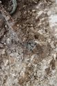 Thumbnail of Photo 21457 Skeleton 607934 Copper fitting no scale