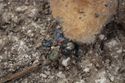 Thumbnail of Photo 21462 Skeleton 607934 beads no scale