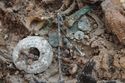 Thumbnail of Photo 21472 Skeleton 607934 finds on chest no scale oblique 2