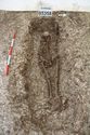 Thumbnail of Photo 22457 Skeleton 605358
