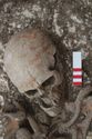 Thumbnail of Photo 22472 Skeleton 605358 skull front