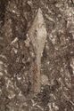 Thumbnail of Photo 22478 Skeleton 605358 spear no scale