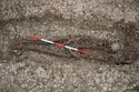 Thumbnail of Photo 22480 Skeleton 605358 spear with scale as shaft