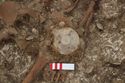 Thumbnail of Photo 23081 Skeleton 605410 shield boss