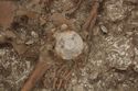 Thumbnail of Photo 23082 Skeleton 605410 shield boss no scale
