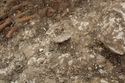 Thumbnail of Photo 23086 Skeleton 605410 shield fittings no scale