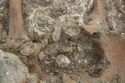 Thumbnail of Photo 23090 Skeleton 605410 shield fittings on pelvis