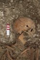 Thumbnail of Photo 23097 Skeleton 605410 skull