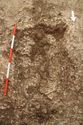 Thumbnail of Photo 24209 Skeleton 606467 no board