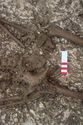 Thumbnail of Photo 25408 Skeleton 608432 pelvis