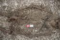 Thumbnail of Photo 25409 Skeleton 608432 abdomen