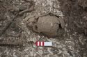 Thumbnail of Photo 25411 Skeleton 608432 skull top