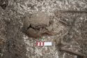Thumbnail of Photo 25412 Skeleton 608432 skull right