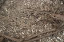Thumbnail of Photo 25421 Skeleton 608432 amber and glass beads no scale