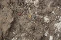 Thumbnail of Photo 25427 Skeleton 608432 amber and glass beads detail 3 no scale
