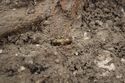Thumbnail of Photo 25431 Skeleton 608432 gilded bead no scale