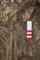 Thumbnail of Photo 26138 Skeleton 608438 right hand