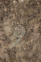 Thumbnail of Photo 26143 Skeleton 608438 Copper brooch no scale