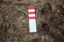 Thumbnail of Photo 26967 Skeleton 606569 abdomen with bead