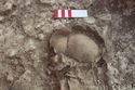 Thumbnail of Photo 27334 Skeleton 608452 skull
