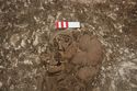 Thumbnail of Photo 27817 Skeleton 608591 skull