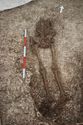 Thumbnail of Photo 28100 Skeleton 608596 overview no board