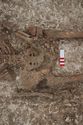 Thumbnail of Photo 28104 Skeleton 608596 pelvis