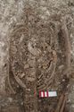 Thumbnail of Photo 28107 Skeleton 608596 abdomen