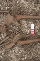 Thumbnail of Photo 28497 Skeleton 608688 pelvis and hands