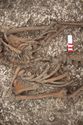 Thumbnail of Photo 28498 Skeleton 608688 abdomen