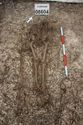 Thumbnail of Photo 29249 Skeleton 608604 overview no board