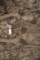 Thumbnail of Photo 29253 Skeleton 608604 pelvis and hands