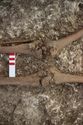 Thumbnail of Photo 29737 Skeleton 608608 knees