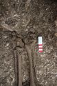 Thumbnail of Photo 30413 Skeleton 608612 feet