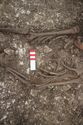 Thumbnail of Photo 30416 Skeleton 608612 abdomen