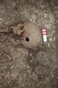 Thumbnail of Photo 30417 Skeleton 608612 skull