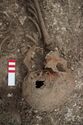 Thumbnail of Photo 30418 Skeleton 608612 skull detail