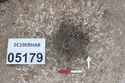 Thumbnail of Photo 3168 N facing section of pre-excavated cremation [605179]