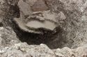 Thumbnail of Photo 4983 Working shots of posthole 607737